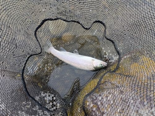 ニジマスの釣果