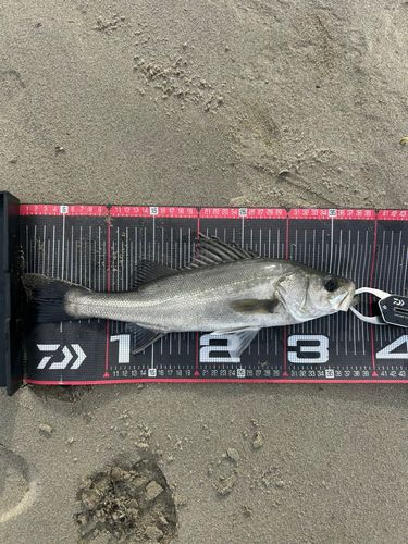 セイゴ(マルスズキ)の釣果