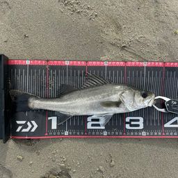 セイゴ(マルスズキ)