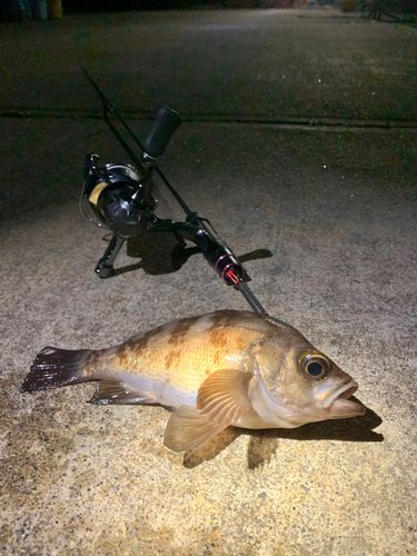 三陸海岸(岩手)