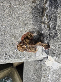 イヌカサゴの釣果