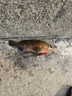 イシミーバイの釣果