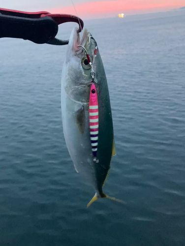 コズクラの釣果