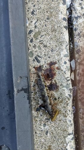 アイナメの釣果