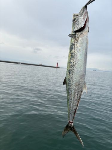 忠岡木材コンビナート