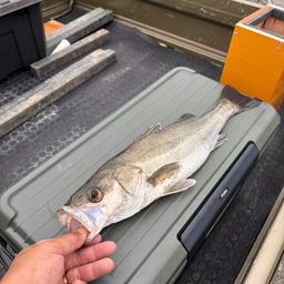 セイゴ(マルスズキ)