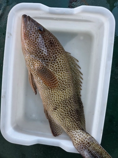 オオモンハタの釣果