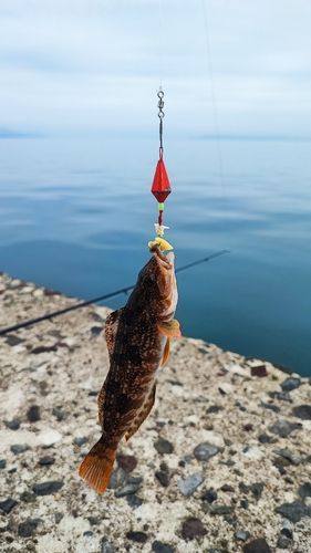 キスの釣果