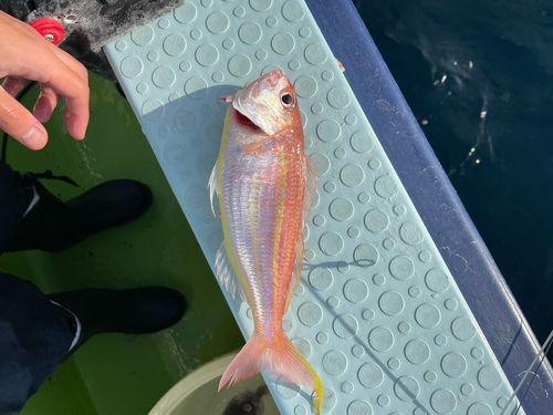 ソコイトヨリの釣果