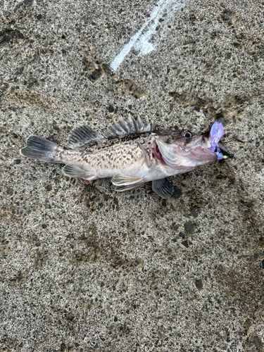 クロソイの釣果