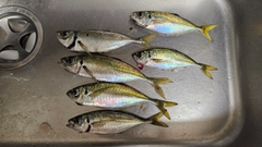 マアジの釣果