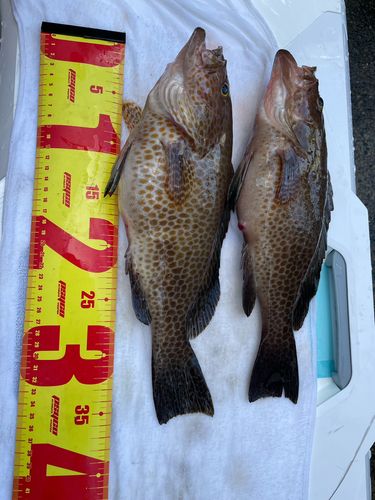 オオモンハタの釣果