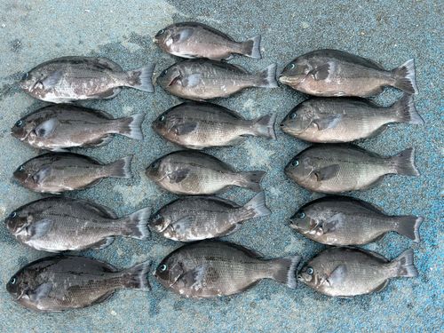 新地町海釣り公園