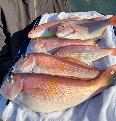 アマダイの釣果