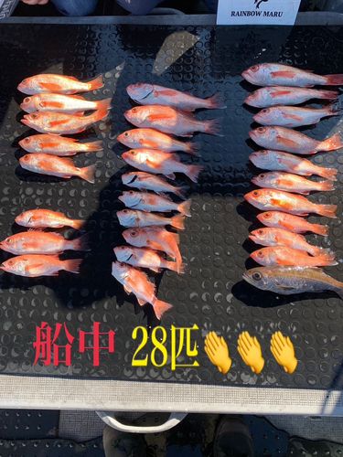 アカムツの釣果