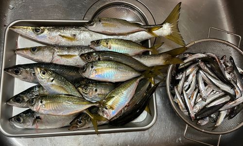 アカカマスの釣果