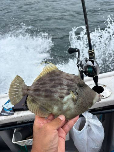 カワハギの釣果