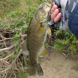 スモールマウスバス