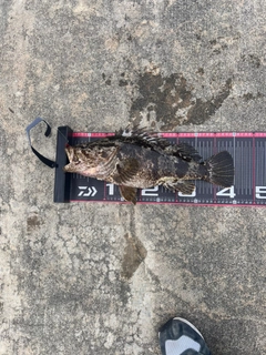 タケノコメバルの釣果