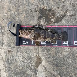 タケノコメバル