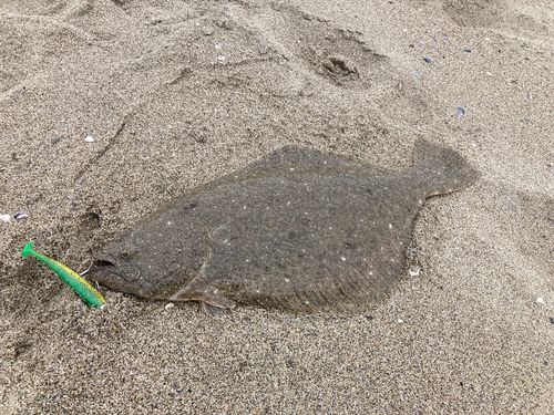ヒラメの釣果