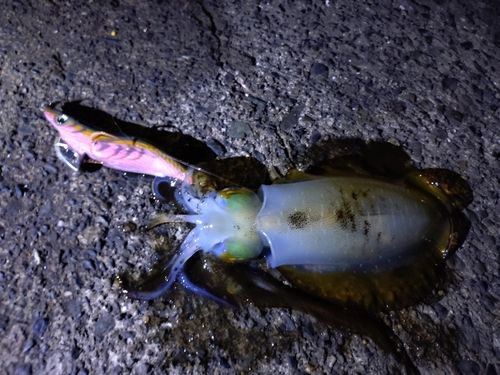 アオリイカの釣果