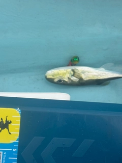 シロサバフグの釣果