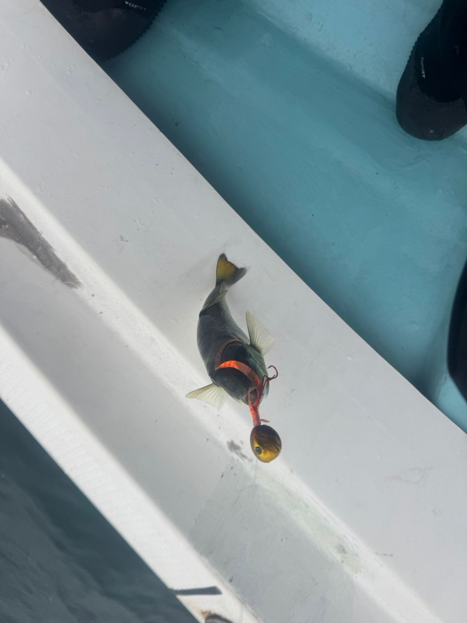 E-OSさんの釣果 2枚目の画像