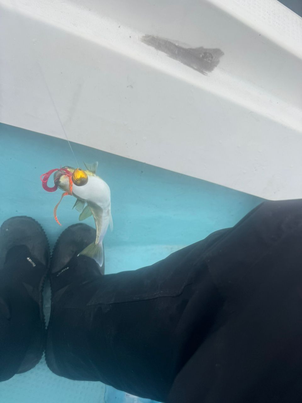 E-OSさんの釣果 3枚目の画像