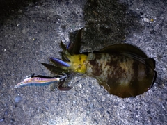 アオリイカの釣果
