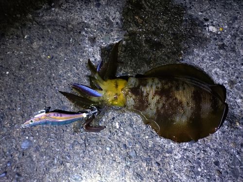 内浦湾（沼津）