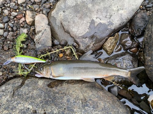 アユの釣果