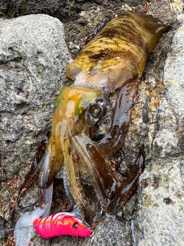 アオリイカの釣果