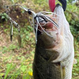 ラージマウスバス