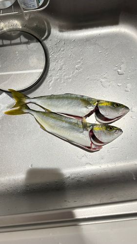 ツバスの釣果