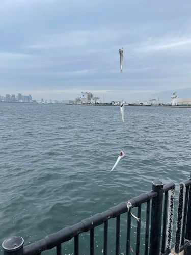 若洲海浜公園海釣り施設