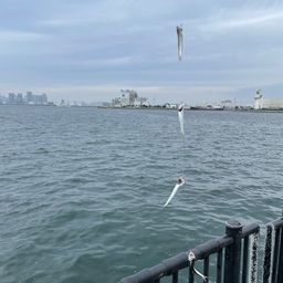 カタクチイワシ