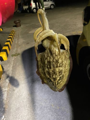 コウイカの釣果