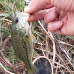 スモールマウスバス