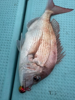 マダイの釣果