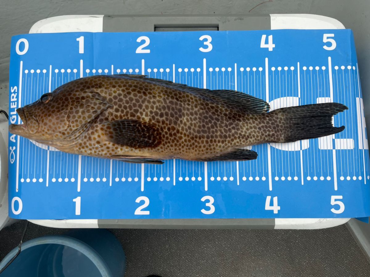 BOZUさんの釣果 1枚目の画像