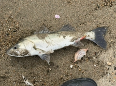 セイゴ（マルスズキ）の釣果