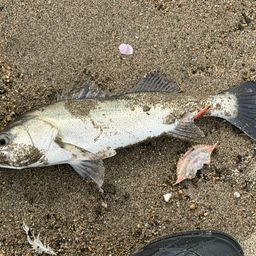 セイゴ(マルスズキ)