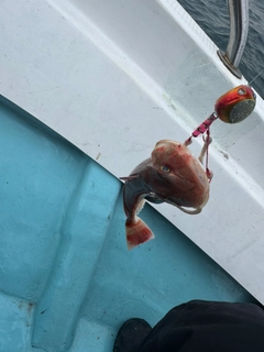 ホウボウの釣果