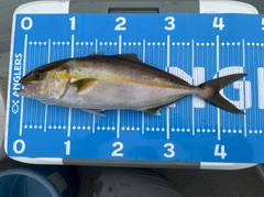 カンパチの釣果