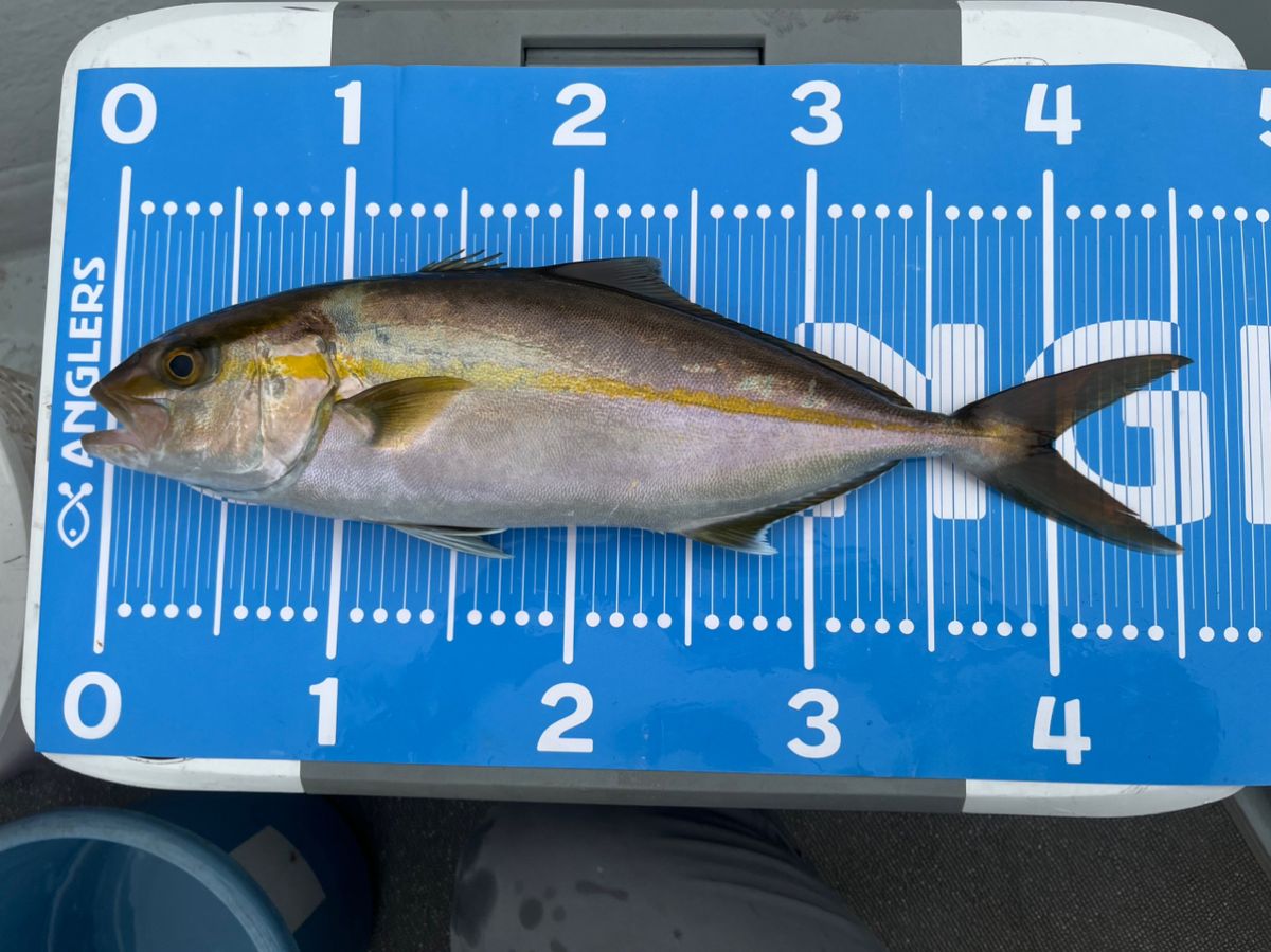 BOZUさんの釣果 1枚目の画像