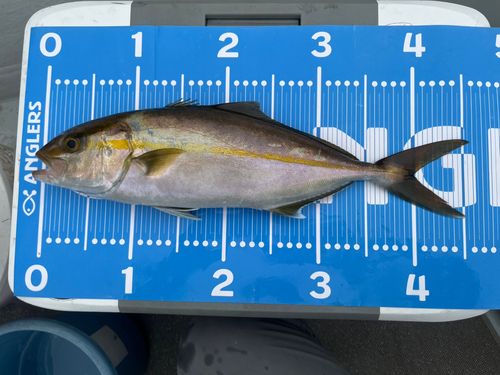 カンパチの釣果