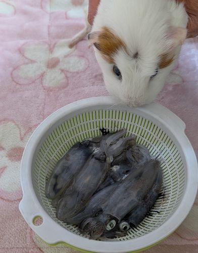 マメイカの釣果