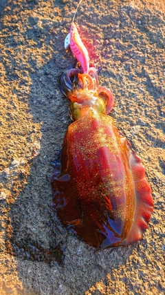 アオリイカの釣果