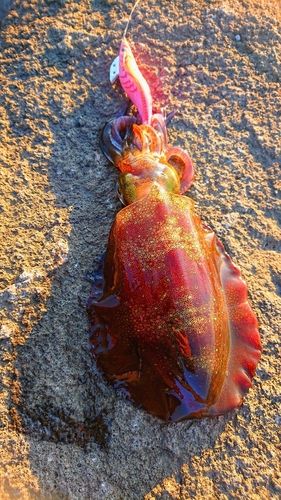 アオリイカの釣果